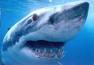 狂野鲛鲨爆料原视频,揭秘深海神秘生物的惊世之谜 第3张 狂野鲛鲨爆料原视频,揭秘深海神秘生物的惊世之谜 第3张